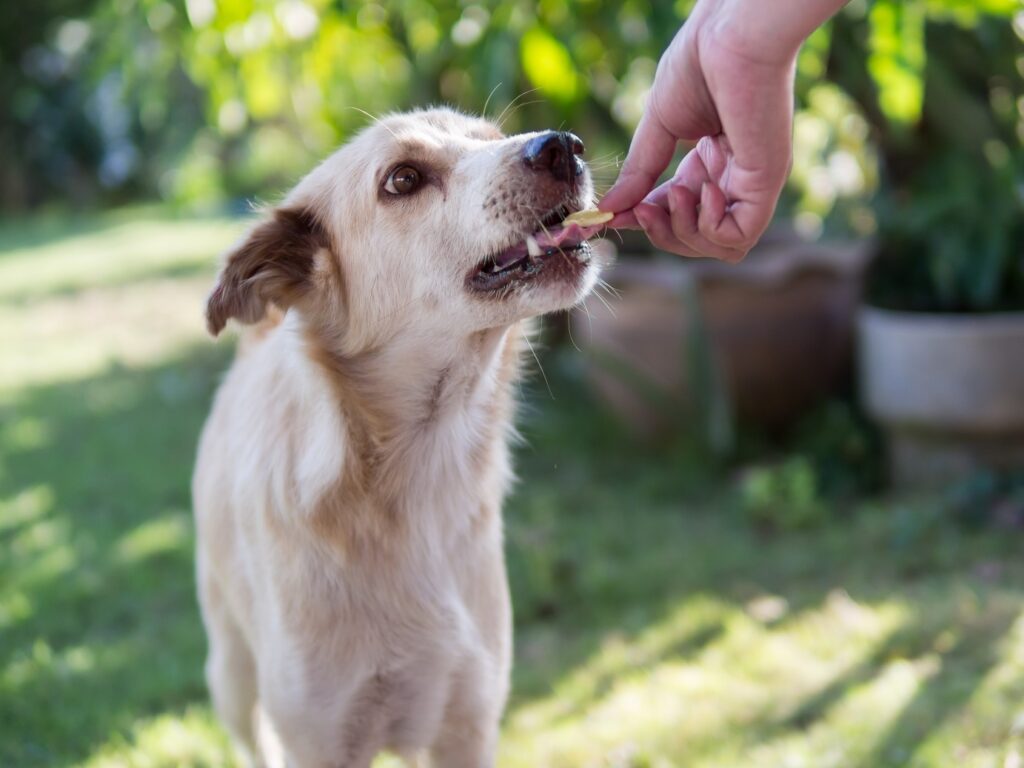 Stray Dogs and the feeding Glucose Biscuits to them.