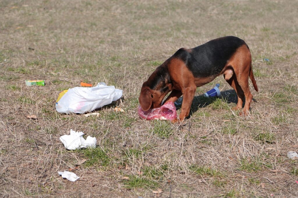 dog ate plastic bag