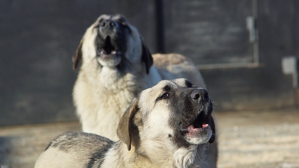 Street dogs barking at night! How to reduce it.