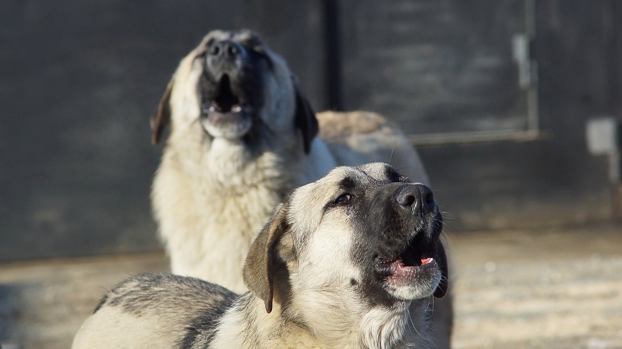 Street Dogs Barking