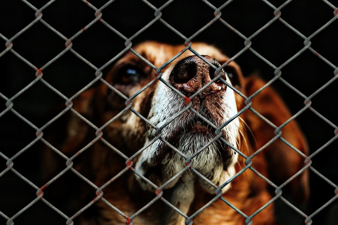 Street Dog And Shelters