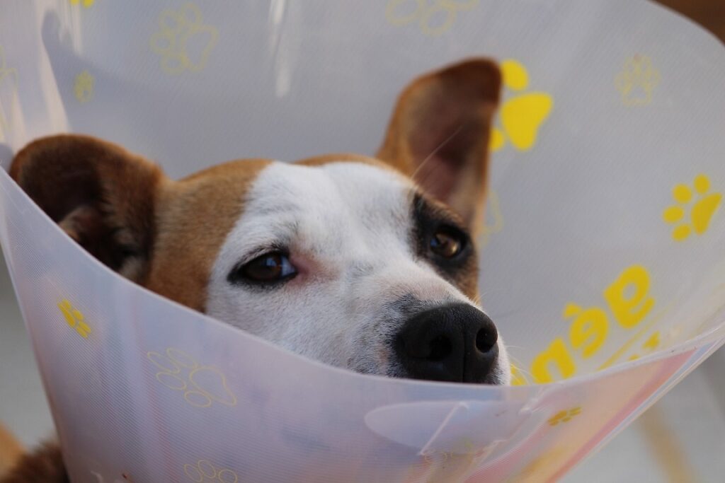 Street Dogs Sterilization