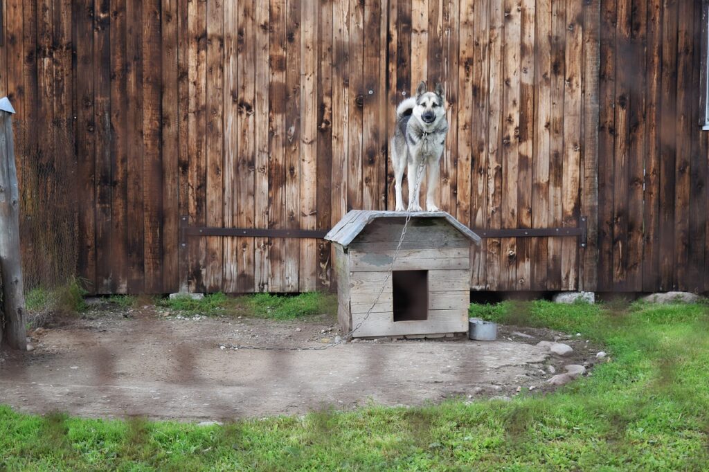 Street Dogs Shelters