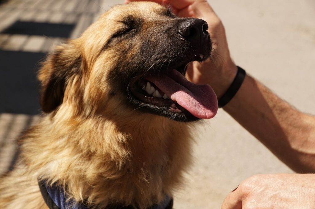 Street Dog Shelters