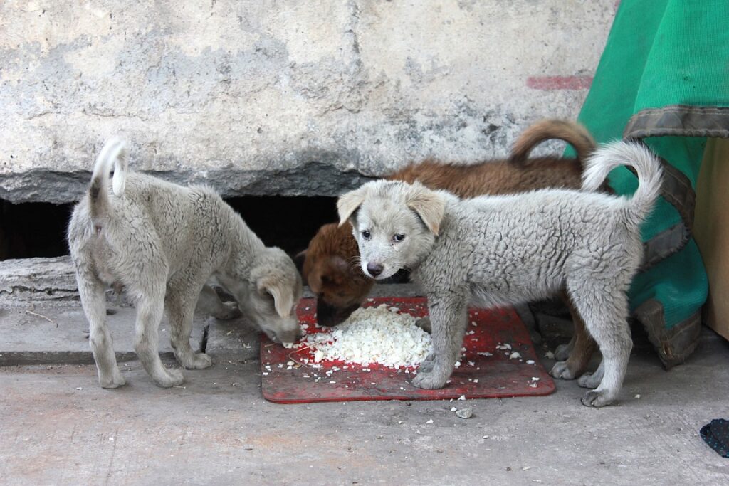 Feeding Street Dogs