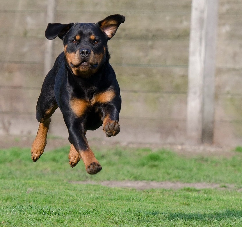 Coconut Oil for dog