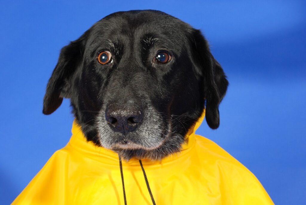 How to protect the dog’s coat. Rainy Season Healthcare tip #1 for pet parents.