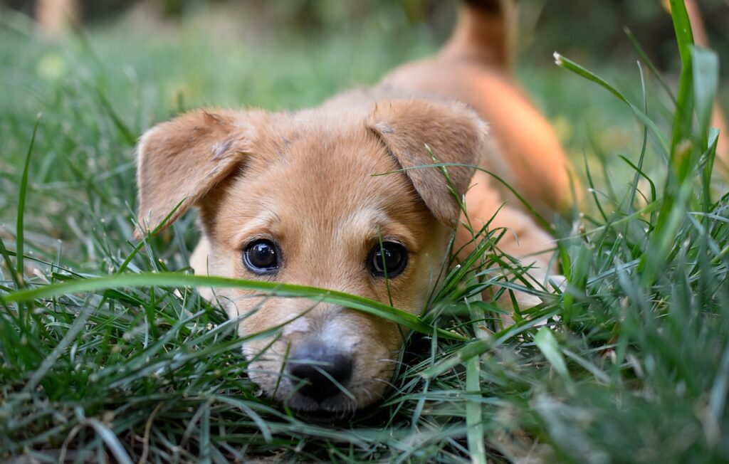 Indie Dog as a pet